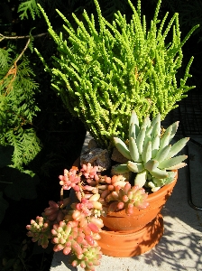 Foto Succulente
 pianta vaso di fiori cactus
