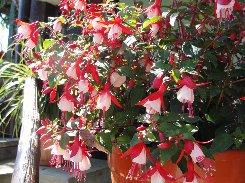 Fuchsia flower plant flowering