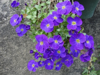 花 青 植物 バイオレット 写真