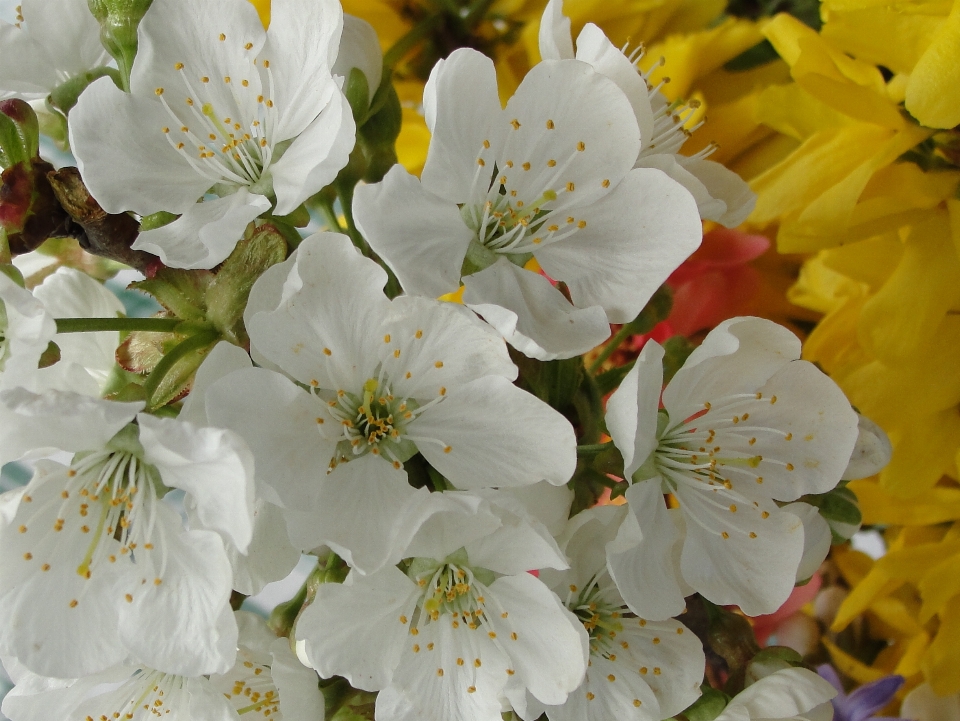 Flower white blossom spring