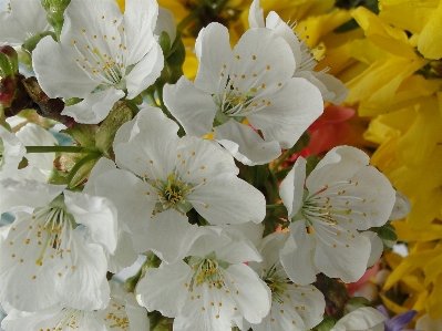 花 白 春 桜の花
 写真