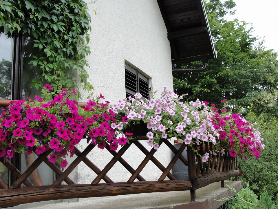 Flowers flower plant flowering