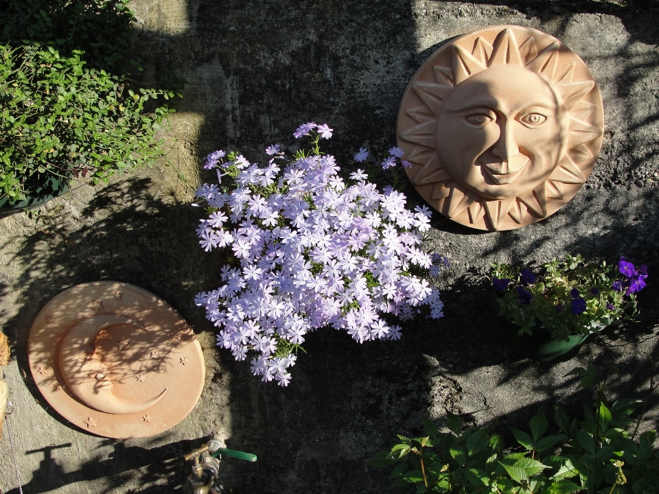 Moss phlox sun ceramic