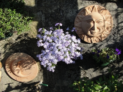 Moss phlox sun ceramic Photo