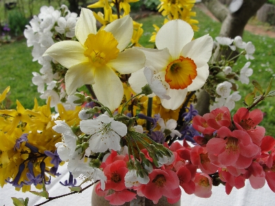 春の花
 花 植物 開花植物
 写真