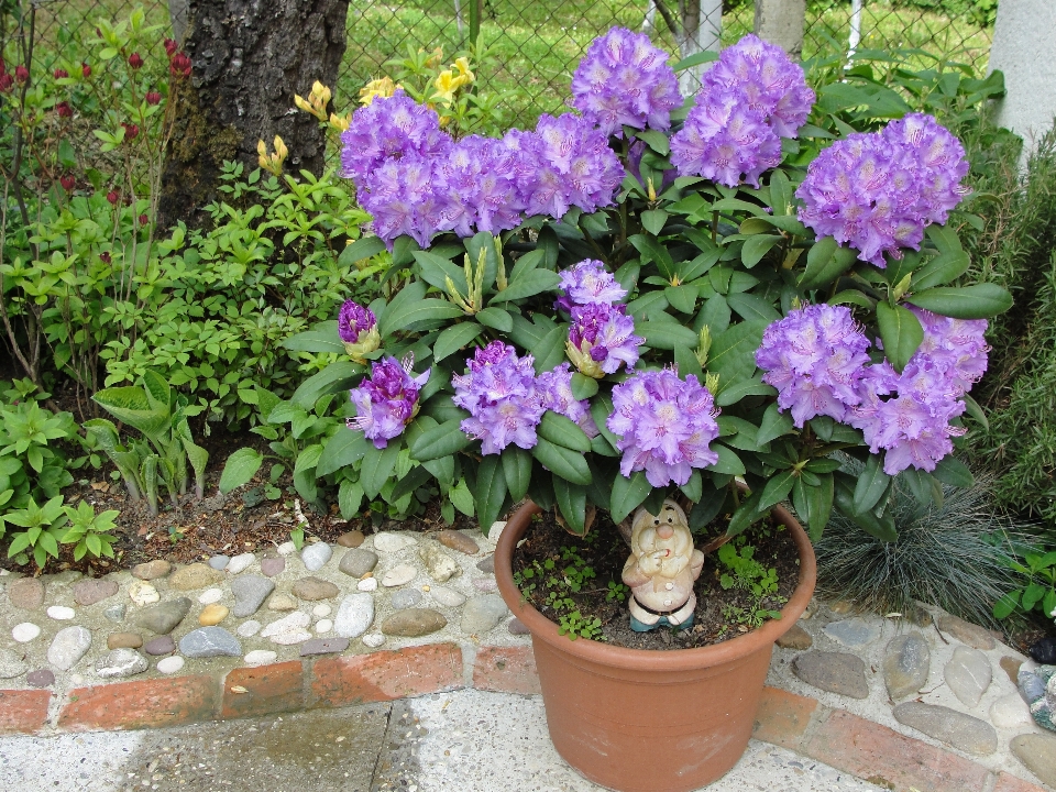 Flower plant flowering flowerpot