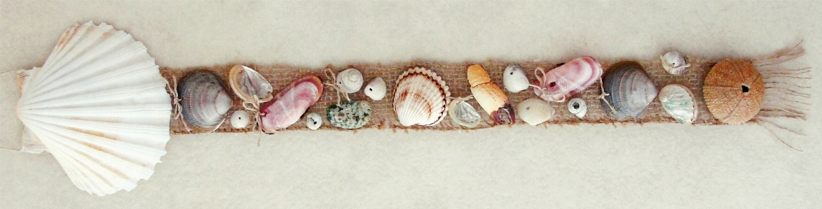 Muscheln
 wanddekoration
 feder tierisches produkt
 Foto