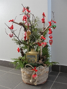 Foto Decoração de natal
 flor plantar vaso flores