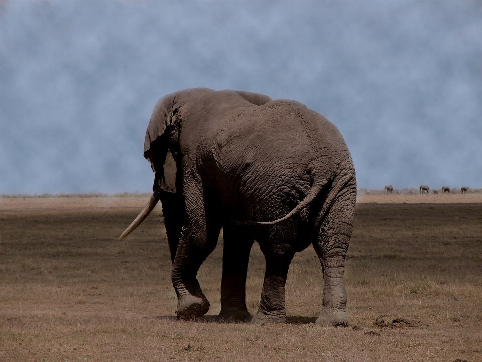 Elephant sky africa blue