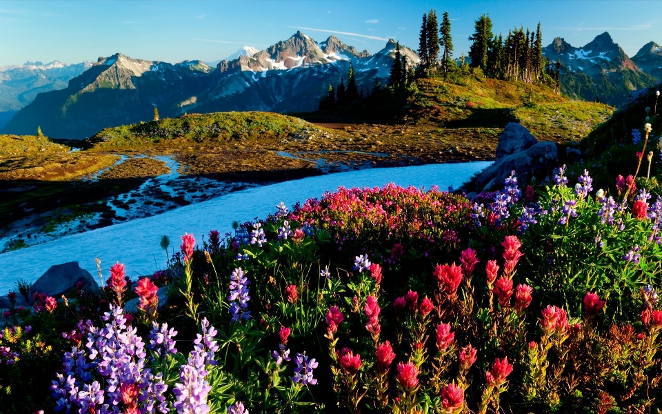 Natur blume berg wildnis
