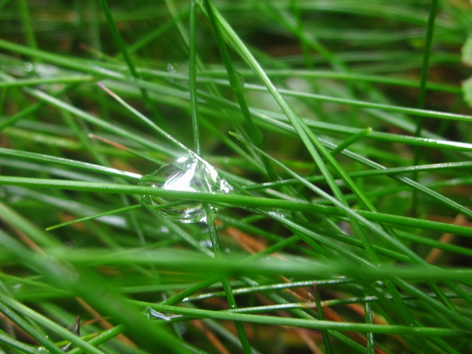 细节 水 降低 草