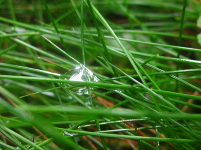 Detail water drop grass Photo