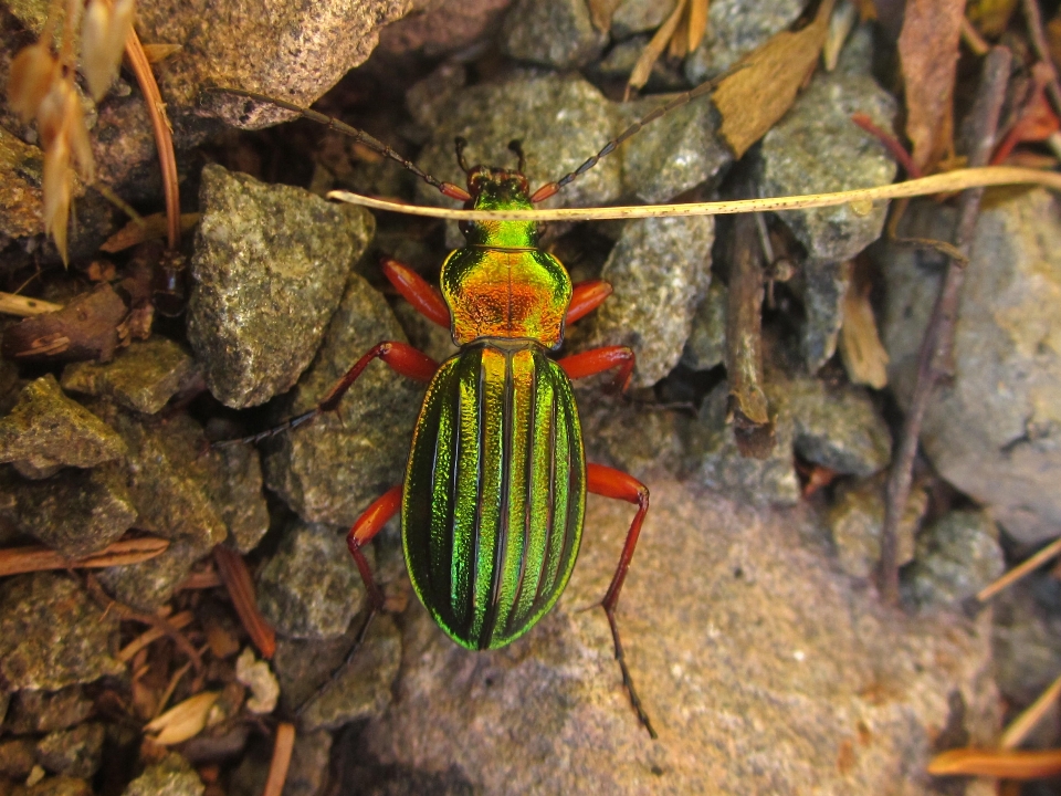 Colourful beetle insect invertebrate