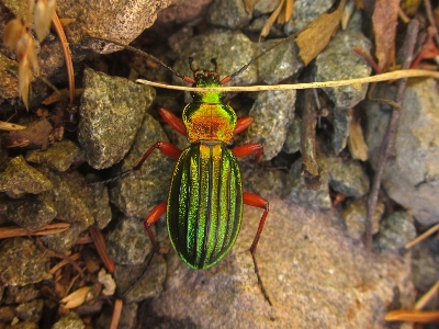 Colourful beetle insect invertebrate Photo