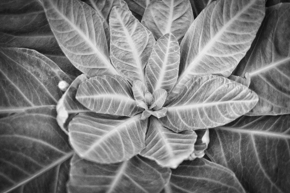 植物 黒と白
 モノクロ写真
 葉