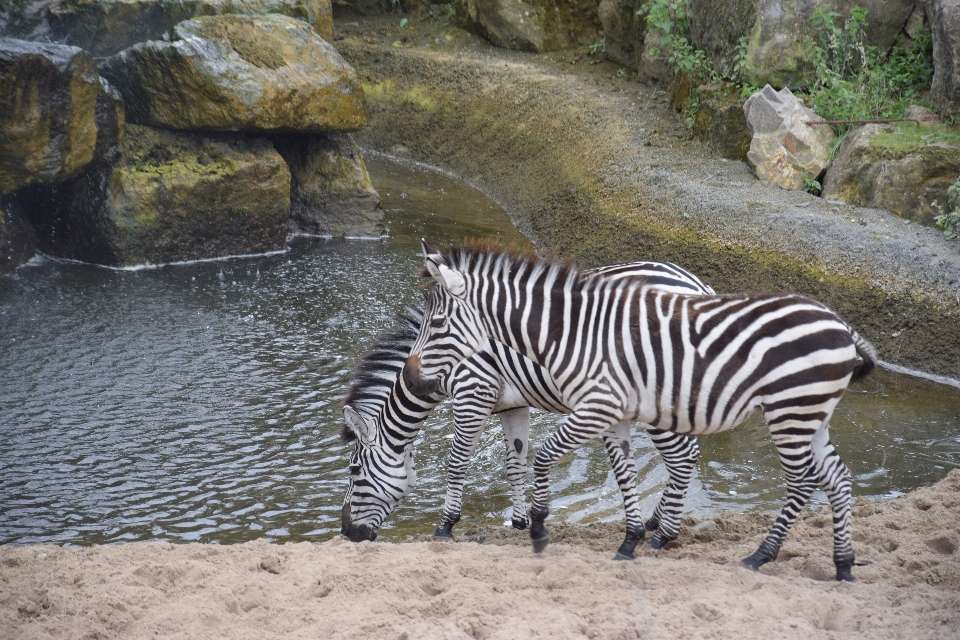 Natura przygoda zwierzę ogród zoologiczny