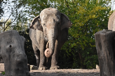 Foto Gajah dan mamut
 india
 hewan darat
