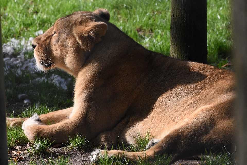 Dişi aslan
 yaban hayatı karasal hayvan
 fauna