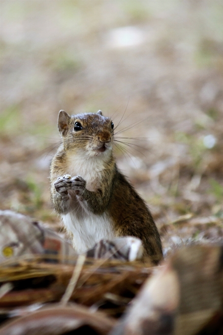 Nature animal outdoors squirrel