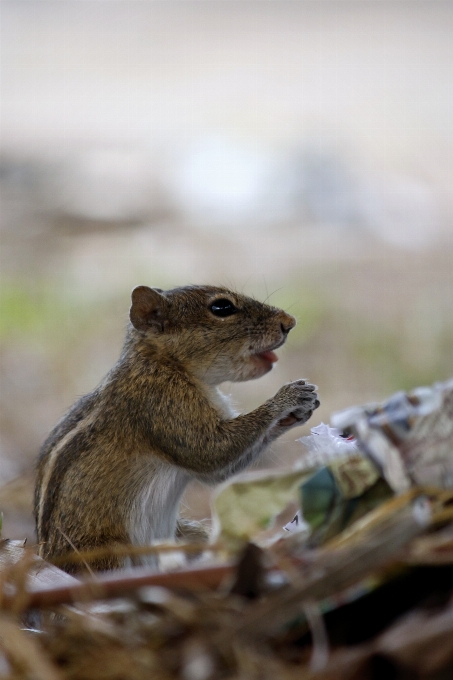 Nature animal outdoors squirrel