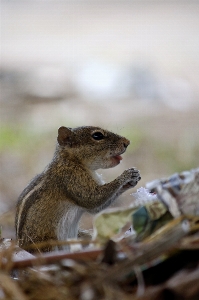 Nature animal outdoors squirrel Photo