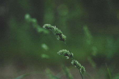 Grass growth macro plant Photo