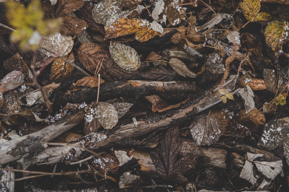 Background dried leaves environment