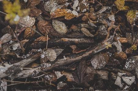 Background dried leaves environment Photo