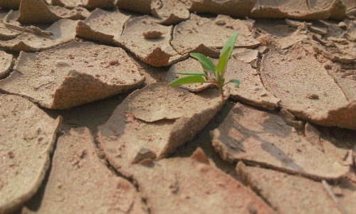 Small plant dry fauna Photo