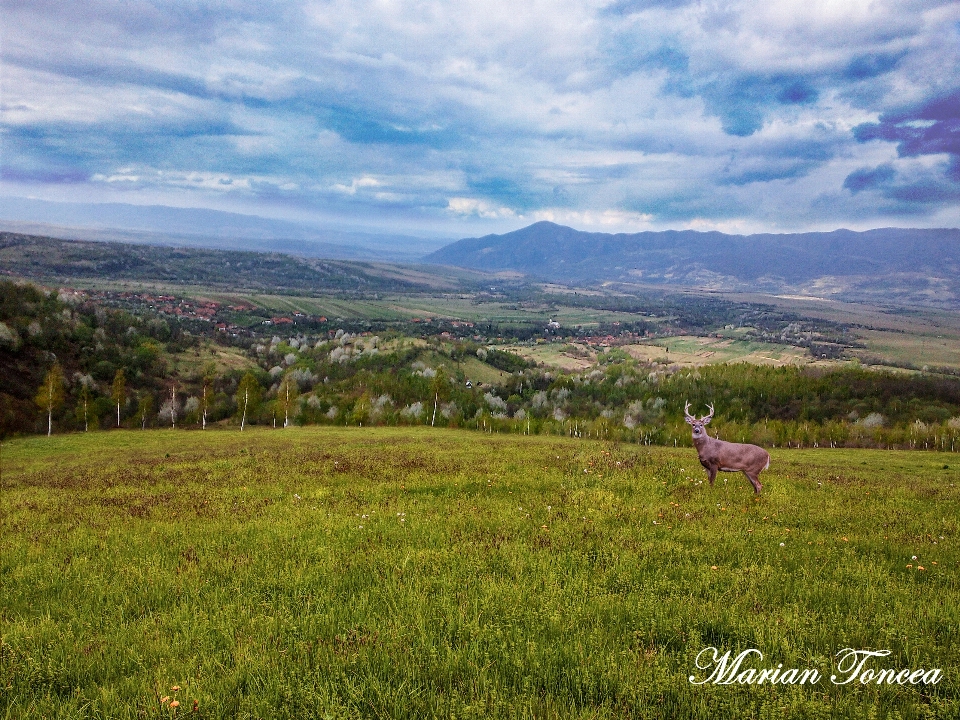 Deer rural landscape grassland sky