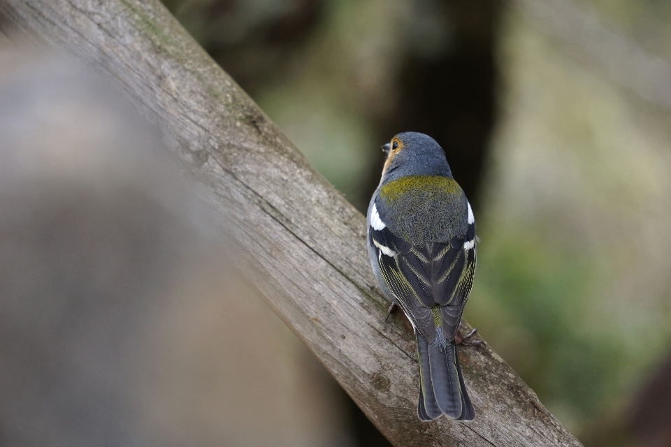 Pinson
 bouvreuil
 oiseau chanteur
