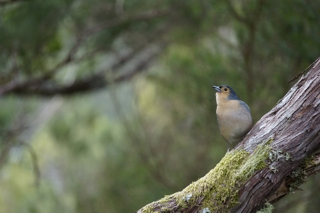 Chaffinch finch bird songbird Photo