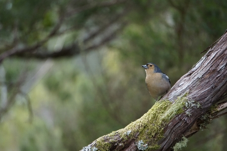 Chaffinch finch bird songbird Photo