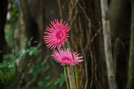 フラワーズ ミツバチ 蜂 like 写真