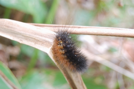 Caterpillar insect life close up early morning Photo