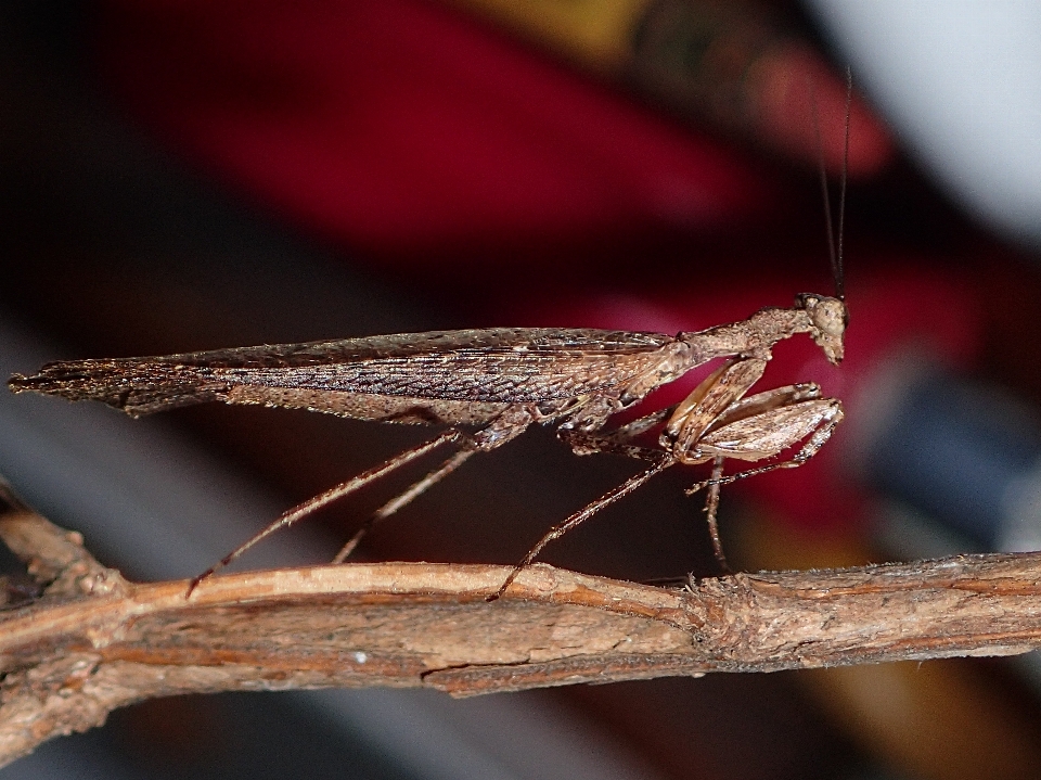 カマキリ
 虫 無脊椎動物 摂食