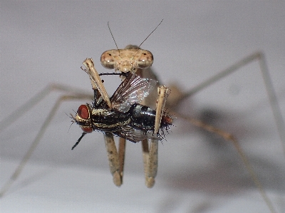 Photo Mante religieuse
 mante
 insecte invertébré