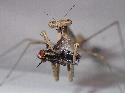 Photo Mante religieuse
 mante
 insecte invertébré