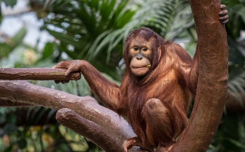 Foto Hewan orangutan mamalia fauna