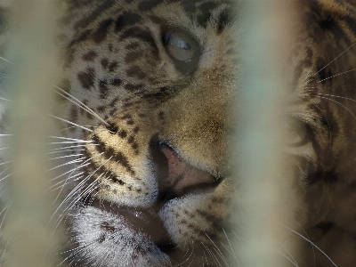 Foto Harimau kurungan kebun binatang mata harimau
