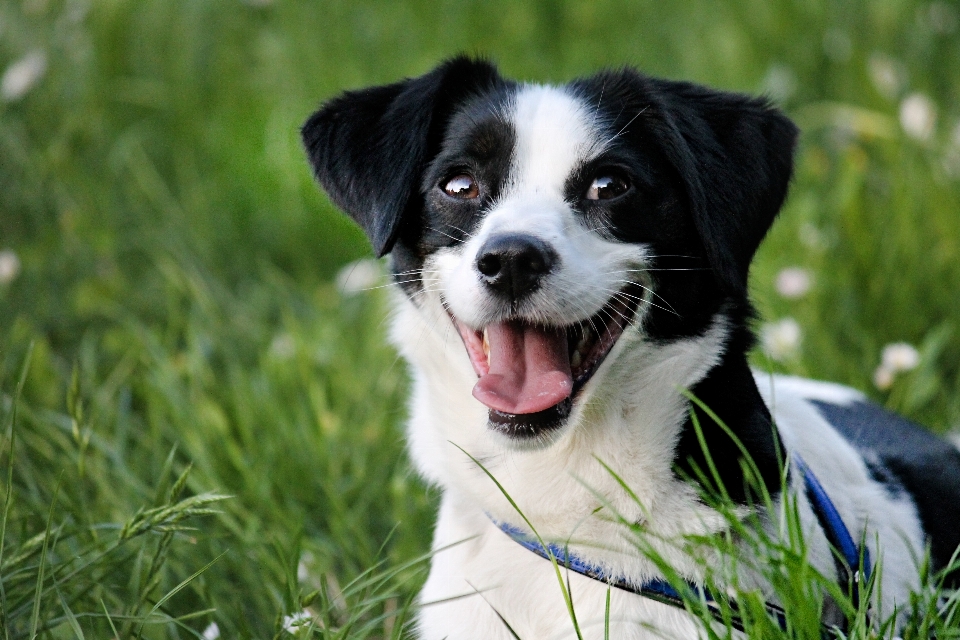 黒と白
 かわいい 犬 草