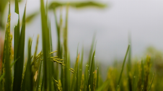 Yellow rice green grass Photo