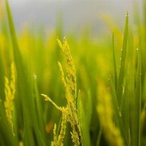 Yellow rice field vegetation Photo