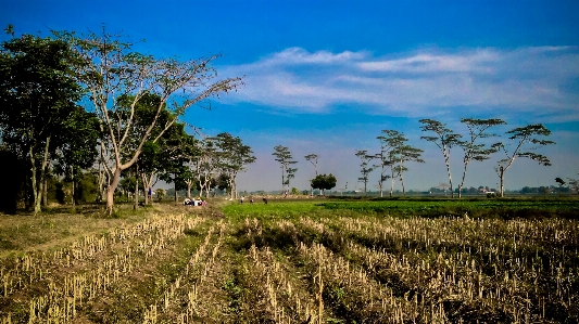 Nature sky grassland field Photo