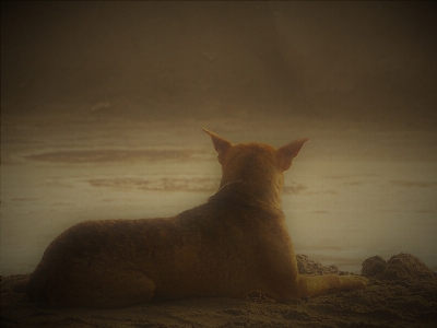 Foto Anjing danau cantik fauna