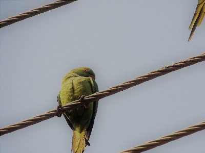 Parrot cables scene bird Photo