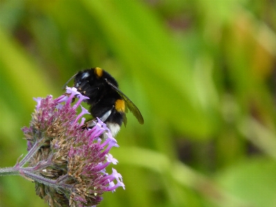 Bumblebee lilac flower bee Photo