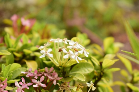 Small flowers plant flower flora Photo