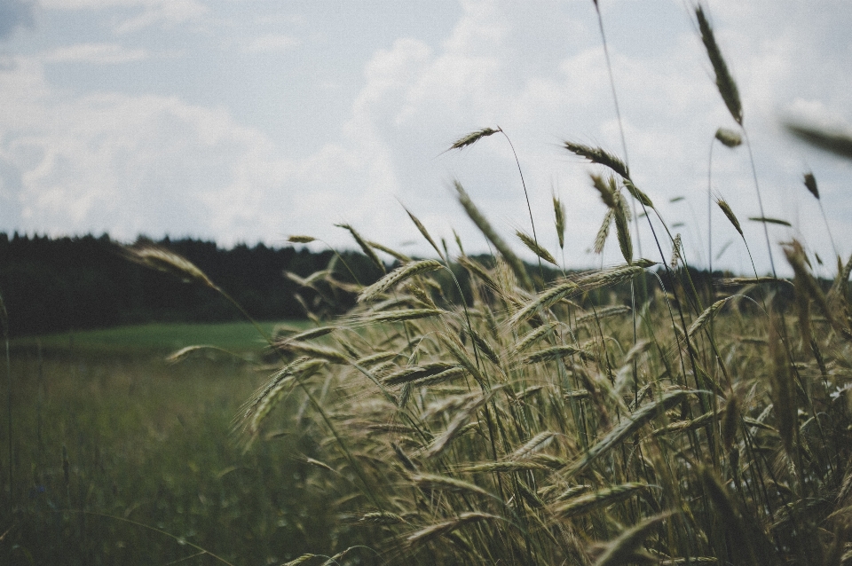 Close up country countryside field