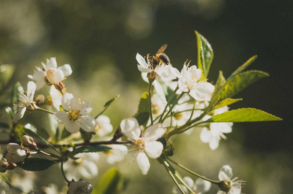 Ape fioritura fiore ramo